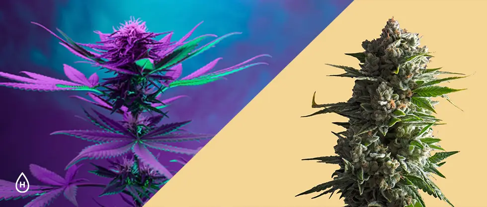 cbd hemp flower