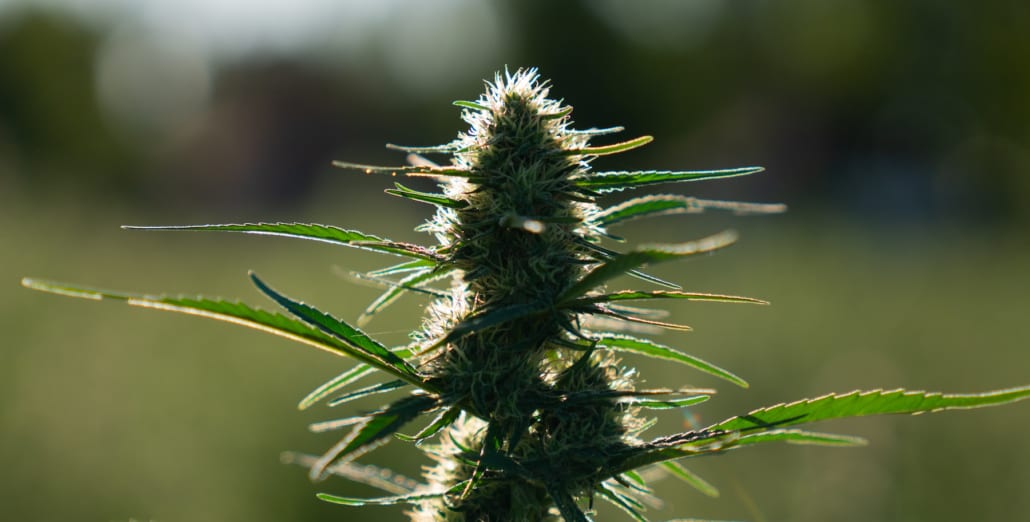 Comparing Exhalewell THCA Flower to Regular Marijuana: